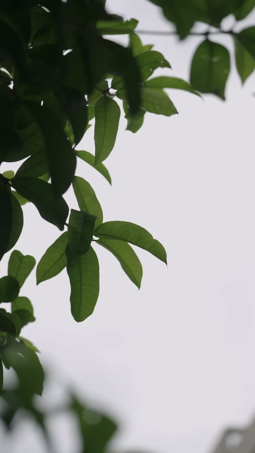Episodio 4 de Domando al Príncipe de Hielo