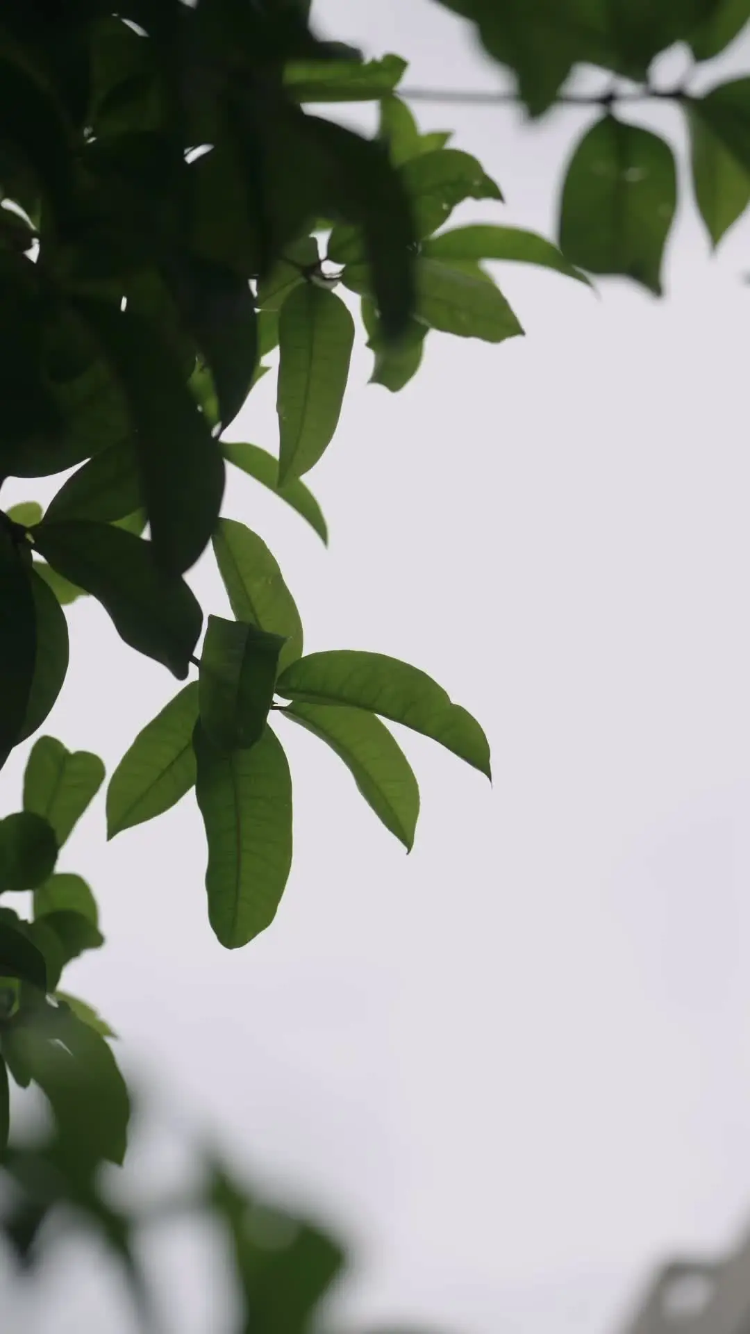 Episodio 4 de Domando al Príncipe de Hielo