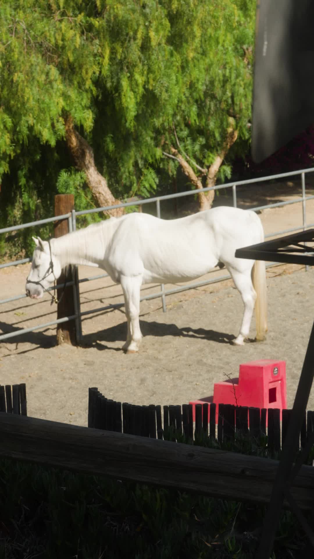 Episodio 11 de El bebé del vaquero