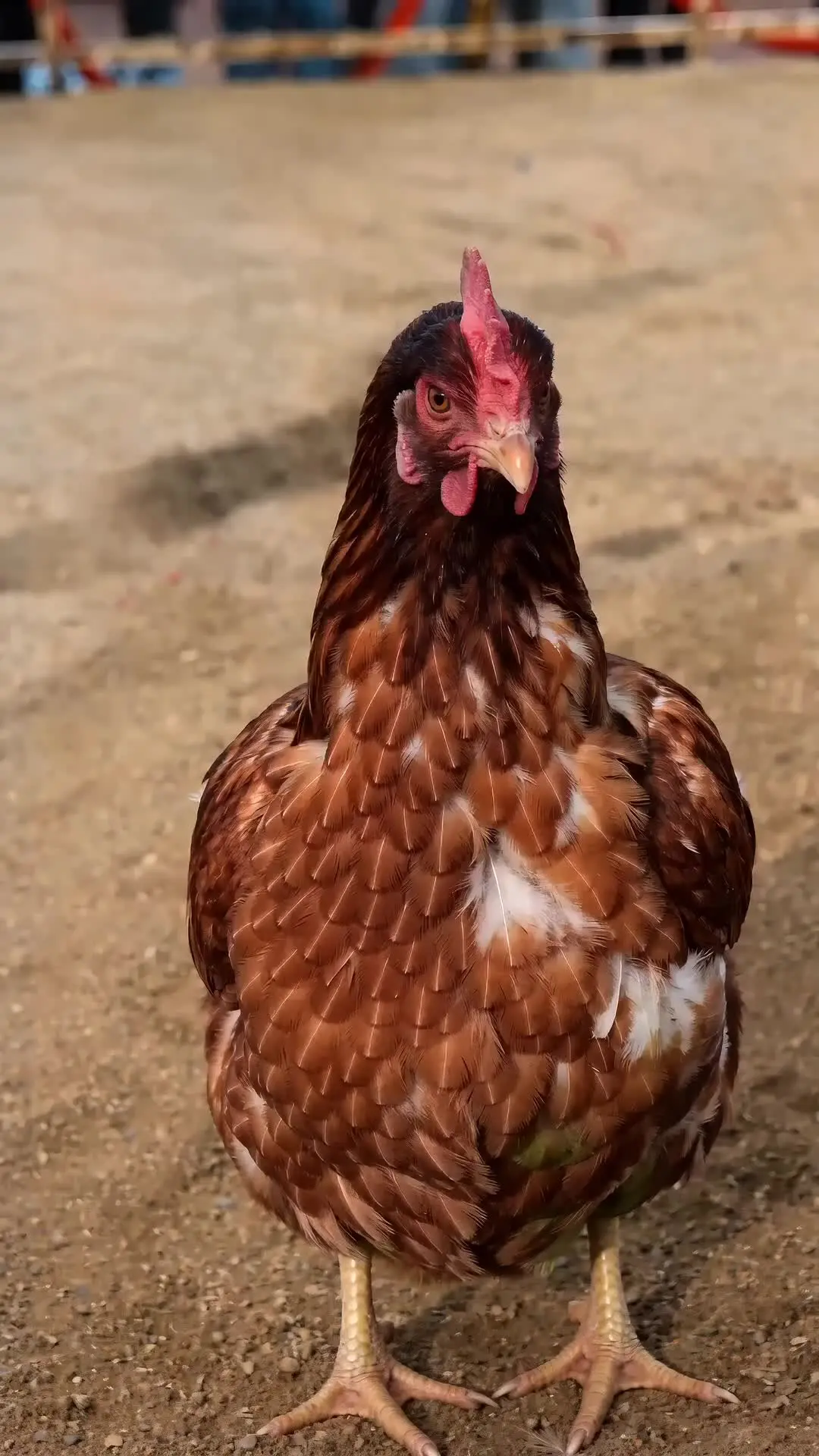Episodio 7 de La venganza del gallo