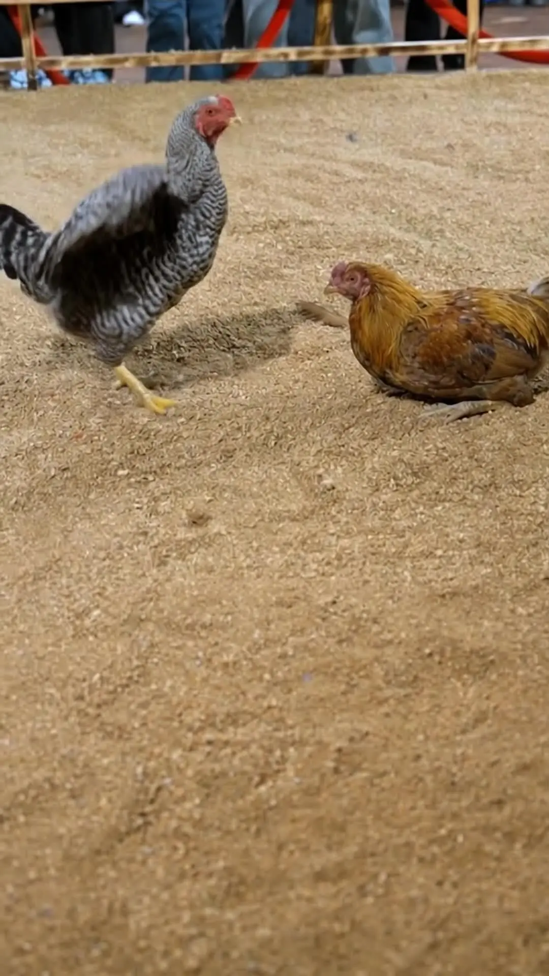 Episodio 8 de La venganza del gallo