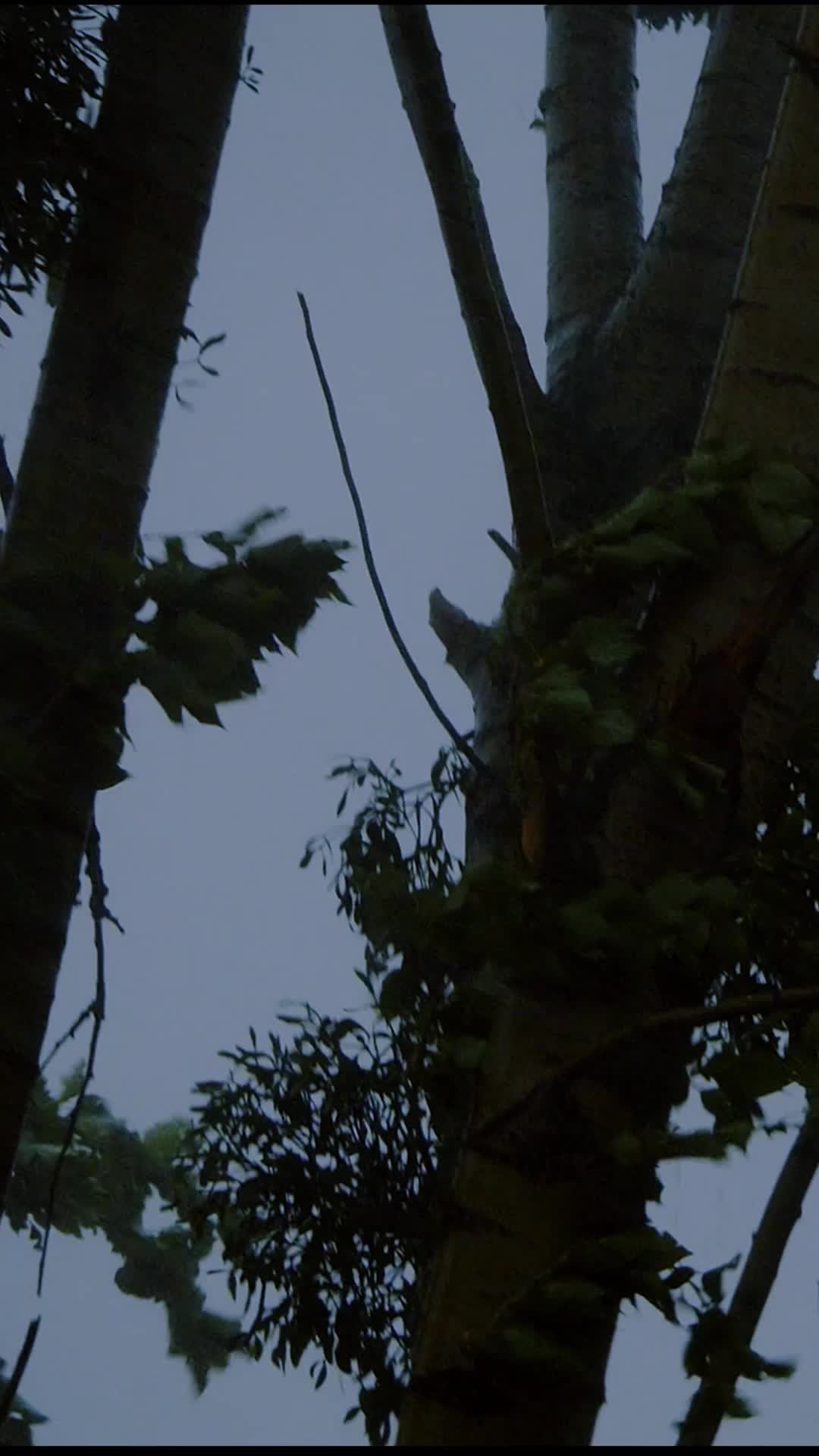 Episodio 6 de Marcada por el Alfa que odio