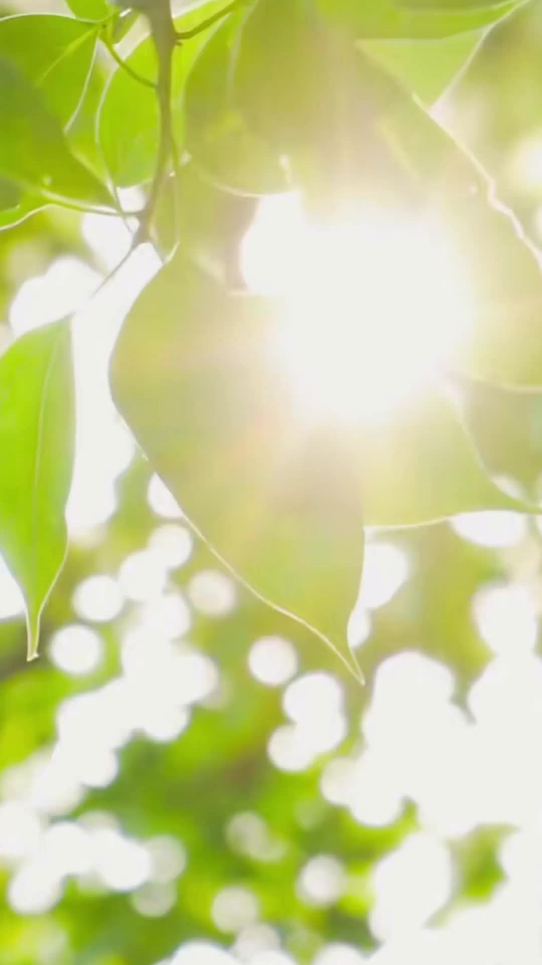 Episodio 36 de Pacto de hermanas, contrato de amor